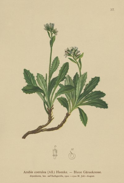 Agrião-azul (Arabis caerulea, Arabis coerulea) de German School
