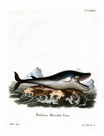 Baleia Azul (gravura colorida) de German School
