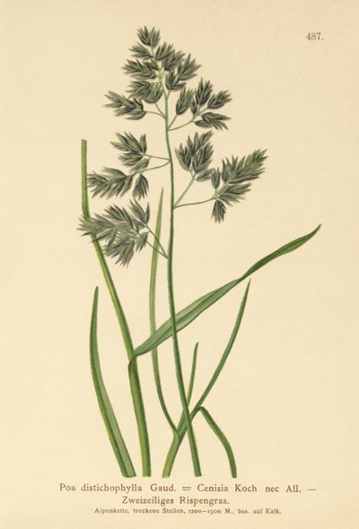 Bluegrass (Poa distichophylla, Poa Cenisia, Poa contracta, Poa fontqueri, Poa oreophila, Poa psychrophila)  de German School