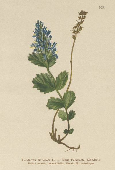 Paederota azulada (município de Bonarota) de German School