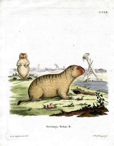 Bobac Marmot (gravação a cores) de German School