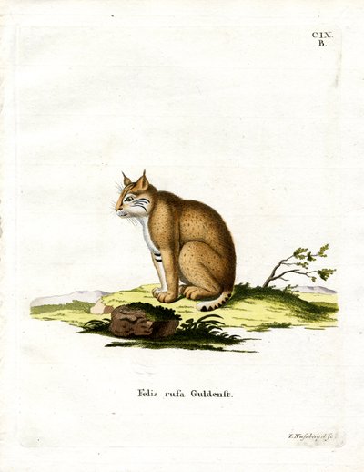 Bobcat (gravação a cores) de German School