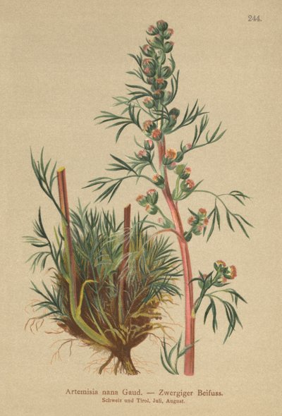 Absinto boreal (Artemisia nana, Artemisia borealis) de German School