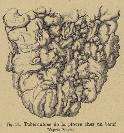 Tuberculose bovina de German School