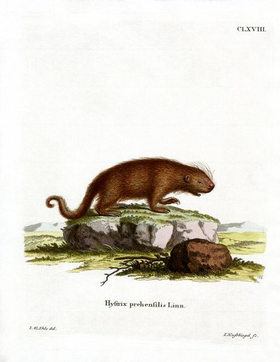 Porcupine Brasileiro (gravura colorida) de German School