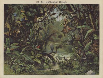 Floresta tropical brasileira (cor litho) de German School