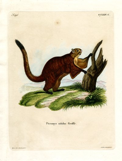 Esquilo Voador Brilhante (gravura colorida) de German School