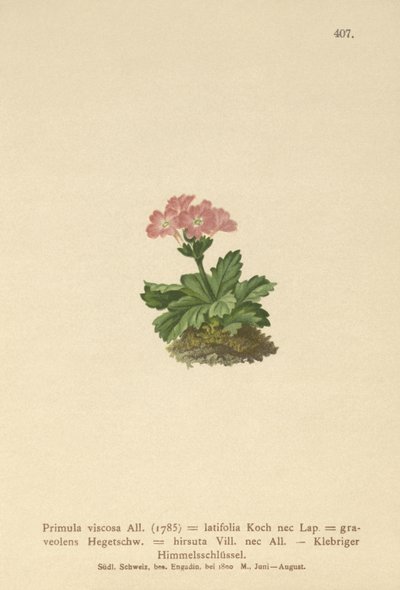 Primrose de folhas largas (Primula viscosa, Primula Latifolia, Primula Hirsuta) de German School