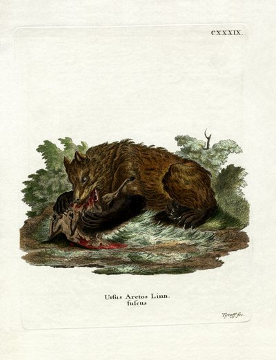 Urso Marrom (gravação colorida) de German School