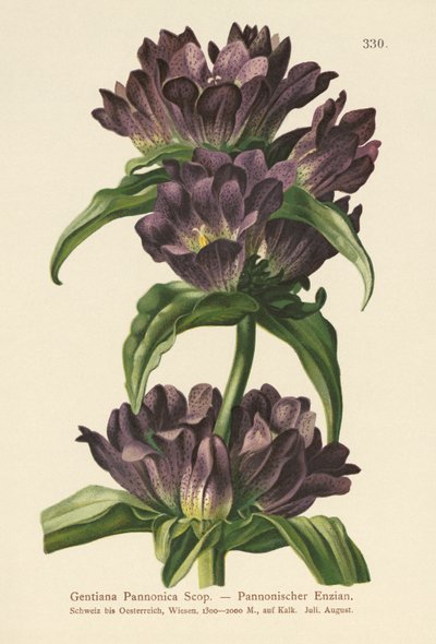 Genciana Marrom (Gentiana Pannonica) de German School