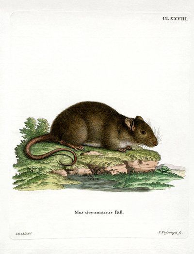 Rato Castanho (gravação a cores) de German School