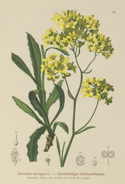 Mostarda Buckler (Biscutella laevigata) de German School