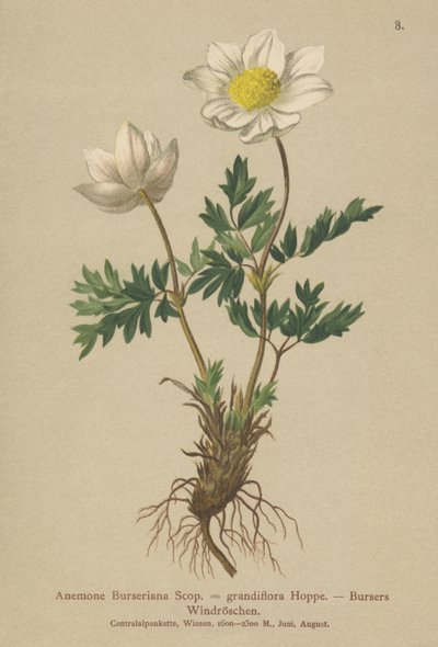 Anêmona dos Bursers (Anemone Burseriana, Anêmona grandiflora) de German School