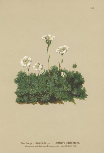 Bursers Saxifrage (Saxifraga Burseriana) de German School