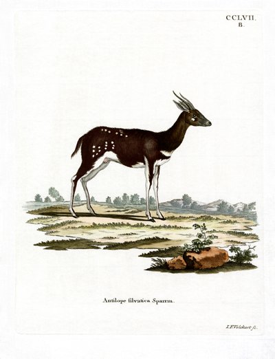 Bushbuck (gravação a cores) de German School