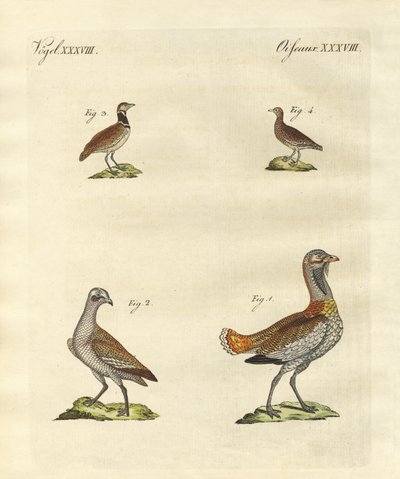 Abetos de German School