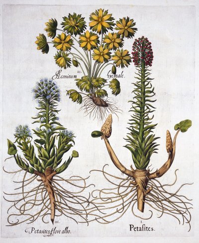 Butterburs e Winter Aconite, de Hortus Eystettensis, de Basil Besler (1561-1629), pub. 1613 (gravura colorida à mão) de German School