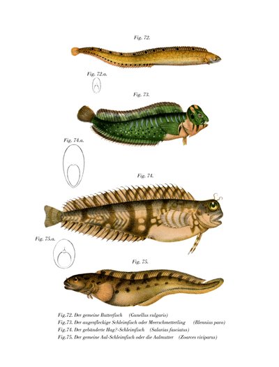 Butterfish (cor litho) de German School