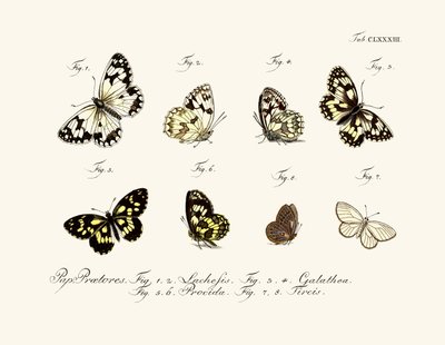Borboletas de German School