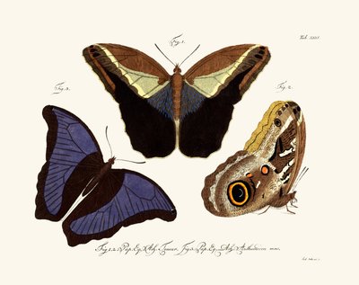 Borboletas, 1783-1806 de German School