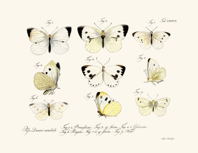 Borboletas, 1783-1806 de German School