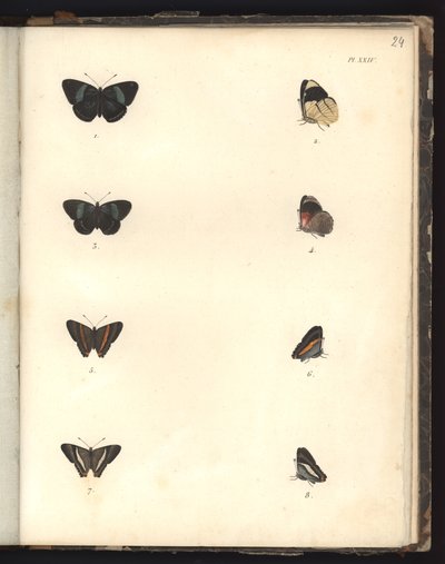 Borboletas, Pl. XXIV, ilustração do Compêndio de Observações de Zoologia e Danatomismo Comparado, feitas no Oceano Atlântico, dentro do novo continente e no Mar do Sul durante o de German School