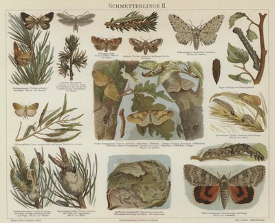 Borboletas e mariposas (cor litho) de German School