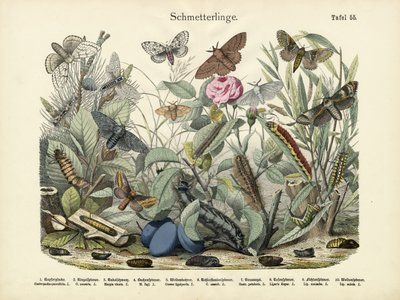 Borboletas, c.1860 de German School