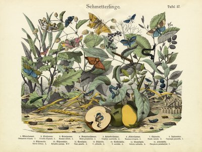 Borboletas, c.1860 de German School