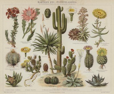 Cactos e suculentos (cor litho) de German School