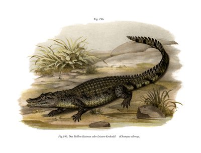 Caiman (cor litho) de German School