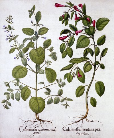 Calamints, de Hortus Eystettensis, de Basil Besler (1561-1629), pub. 1613 (gravura colorida à mão) de German School
