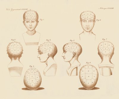 Ângulos faciais do campista (gravura colorida) de German School