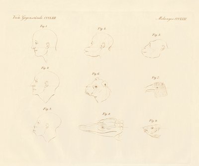 Ângulos faciais do campista (gravura colorida) de German School
