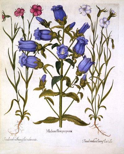 Canterbury Bells e Corn Cockles, de Hortus Eystettensis, de Basil Besler (1561-1629), pub. 1613 (gravura colorida à mão) de German School
