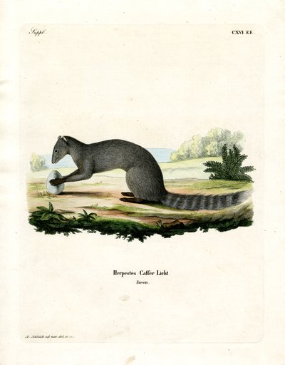 Cape Grey Mongoose (gravação a cores) de German School