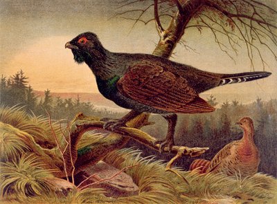 Capercaillie, registro de Brehms Tierleben: Allgemeine Kunde des Tierreichs, vol.5, p.474, publicado pelo Bibliographisches Institut, 1892 de German School