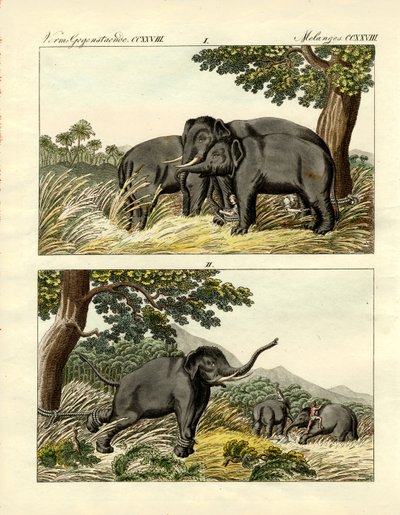 Captura de elefantes por elefante engodo (gravura colorida) de German School