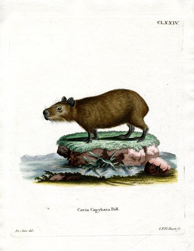 Capivara (gravura colorida) de German School
