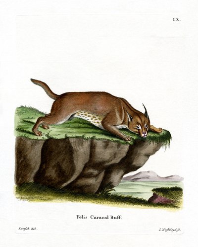 Caracal (gravação a cores) de German School