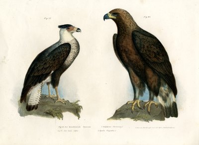 Caracara, 1864 de German School