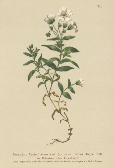 Orelha de rato Caríntia (Cerastium Carinthiacum, Cerastium ovatum) de German School