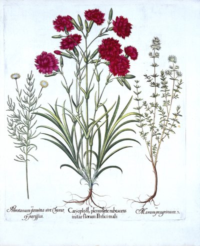Carnation, Cat Thyme e Common Lavender Cotton, de Hortus Eystettensis, de Basil Besler (1561-1629), pub. 1613 (gravura colorida à mão) de German School