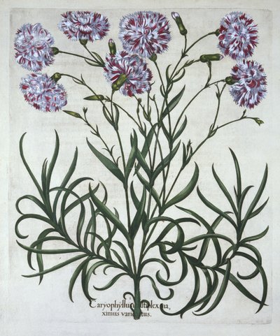Cravo, de Hortus Eystettensis, de Basil Besler (1561-1629), pub. 1613 (gravura colorida à mão) de German School