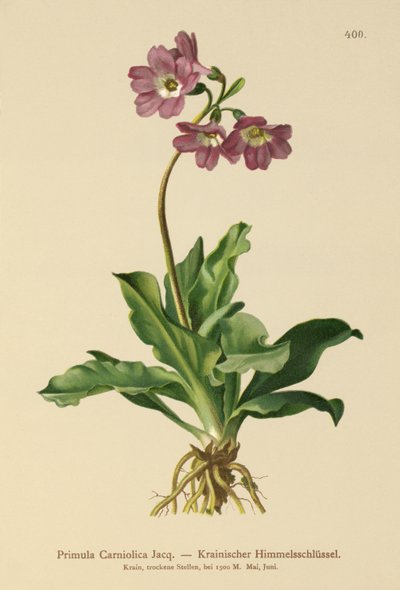 Primrose de Carniolan (Primula Carniolica) de German School