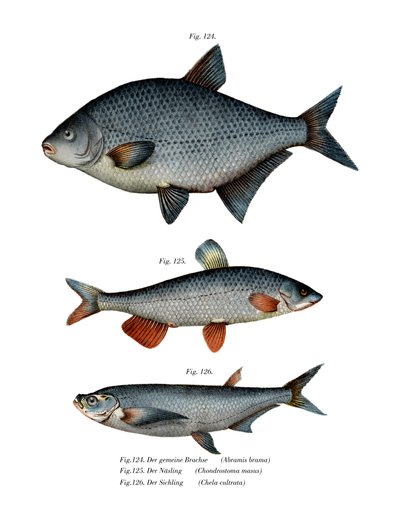 Creme de Carpa (cor litho) de German School
