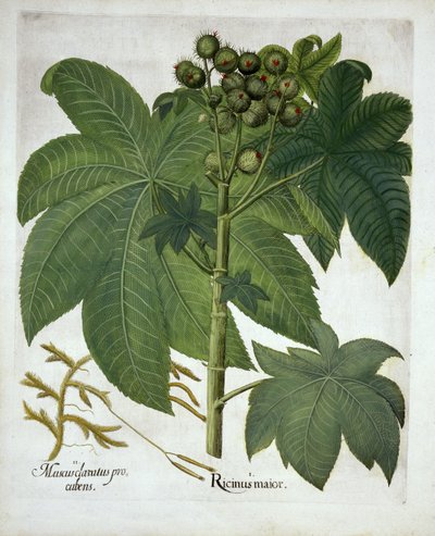 Planta de óleo de mamona, de Hortus Eystettensis, por Basil Besler (1561-1629) pub. 1613 de German School