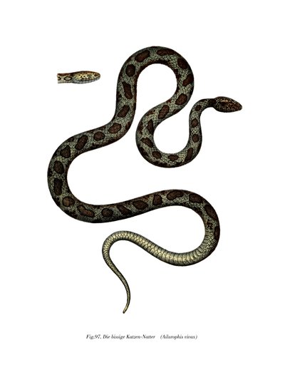 Cobra-gato (cor litho) de German School