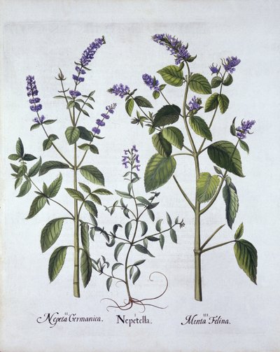 Catmintand Catnip, de Hortus Eystettensis, de Basil Besler (1561-1629), pub. 1613 (gravura colorida à mão) de German School