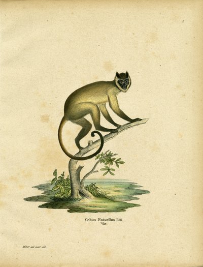 Cebus fatuellus (gravura colorida) de German School
